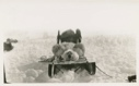 Image of Polar bear on sledge